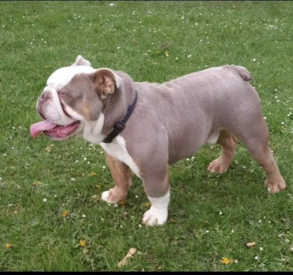 Jazzygem's Louie BackBoneBullies | Olde English Bulldogge 