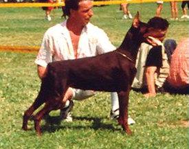 Evita v.d. Preussen-Garde | Brown Doberman Pinscher