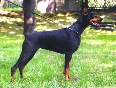 Zenta Fürstenfeld Poland | Black Doberman Pinscher