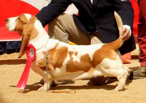 Aurora de Vallislonga | Basset Hound 