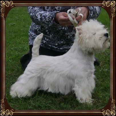 Bravo Lirmax for Surprise | West Highland White Terrier 