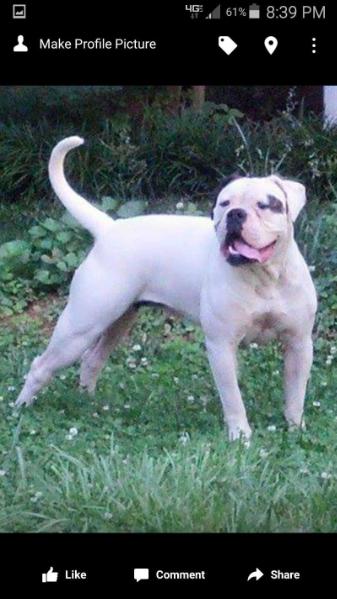 Whites Daisy Duke | American Bulldog 