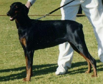 Liv v. Deister | Black Doberman Pinscher