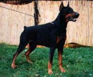 Boss v. Brandenburg | Black Doberman Pinscher