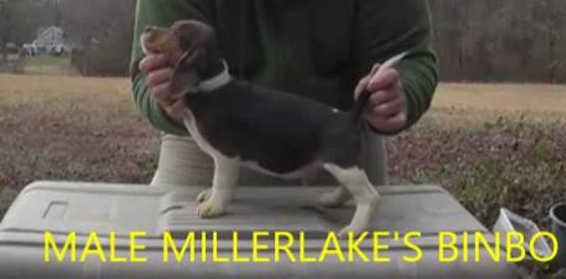 Millerlake's Binbo | Beagle 