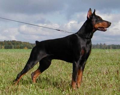 Barry v. Deutschhof | Black Doberman Pinscher