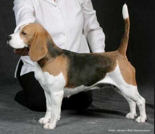 Skansehøj's Wilma | Beagle 