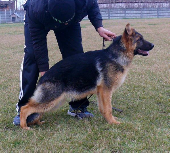 Ilaria von Bad-Box | German Shepherd Dog 