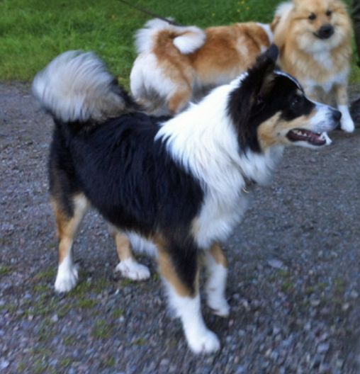 Diljas Litla Freydis | Icelandic Sheepdog 