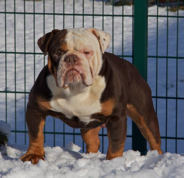 Ironhand's Pasha | Olde English Bulldogge 