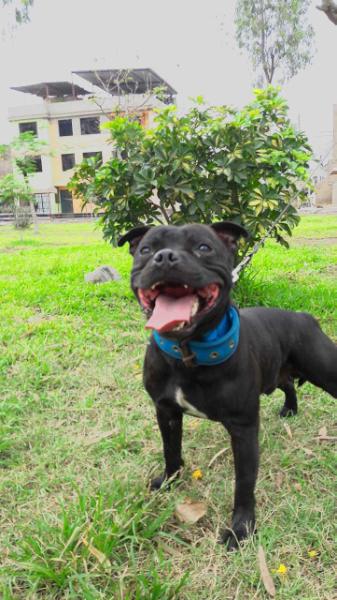 Mac L Stout Othello | Staffordshire Bull Terrier 