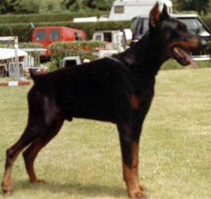 Alan de Dobercos | Black Doberman Pinscher