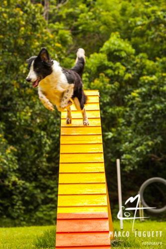 Lunnai Catalina | Border Collie 