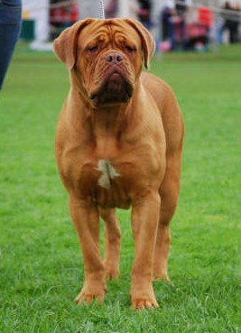 Moloscyg Hello Sailor (AI) | Dogue de Bordeaux 