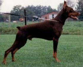 Sultan v.d. Donauhoeve | Black Doberman Pinscher