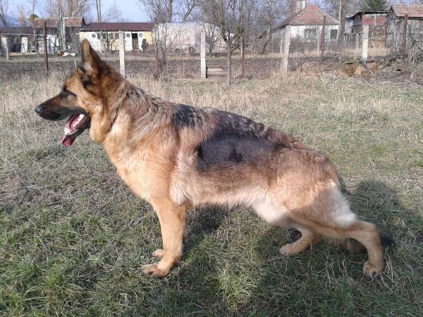 Ingrid Vom Damjan Hof | German Shepherd Dog 