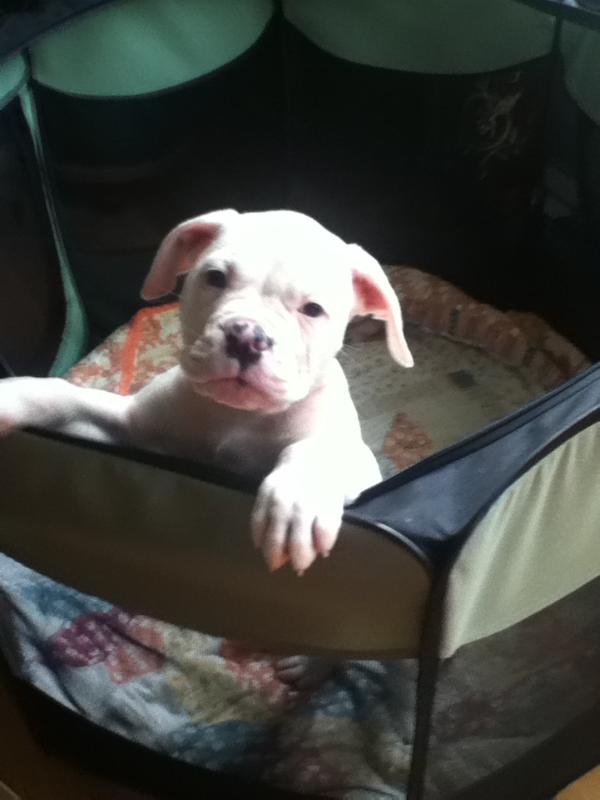 Gans Samson | American Bulldog 