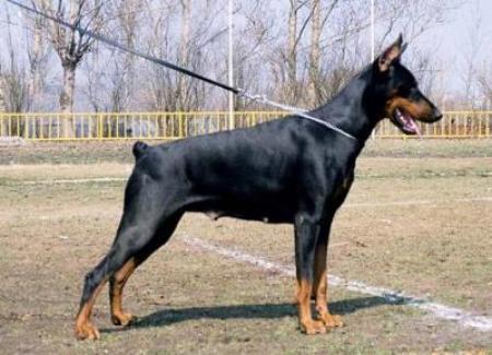 Irisbolg Izhenija | Black Doberman Pinscher