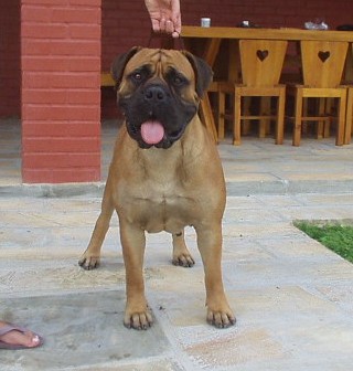 EBONI DE KRUPP DE ESCOBAR | Bullmastiff 