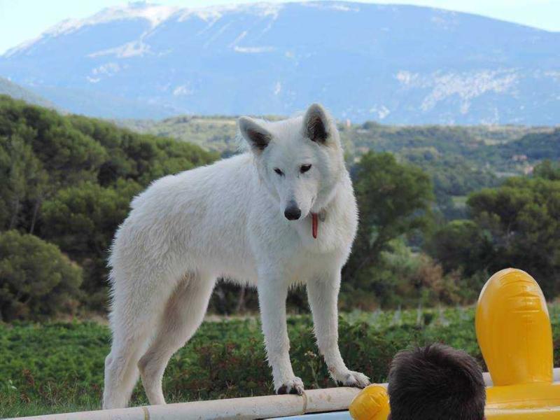 Pietra della Luna P'tits Loups d'Amour | White Swiss Shepherd Dog 