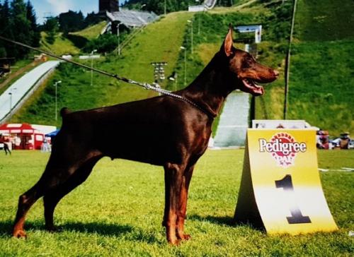 Rensdorff Amaridge | Brown Doberman Pinscher