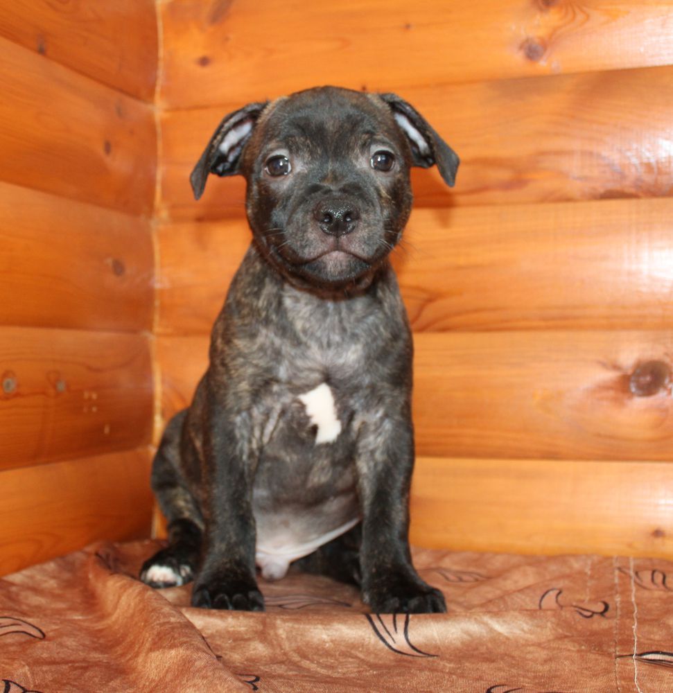 PINE FOREST BEST FAVORI DIA RUBIN | Staffordshire Bull Terrier 