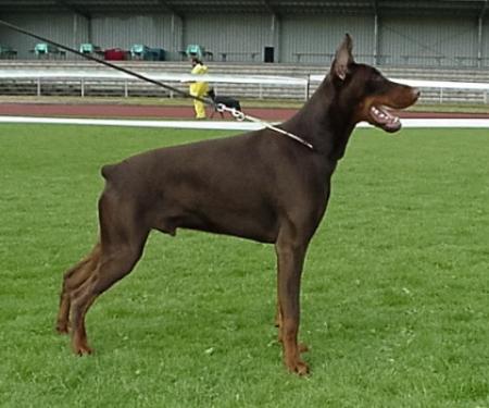 Rensdorff Bonaparte | Brown Doberman Pinscher