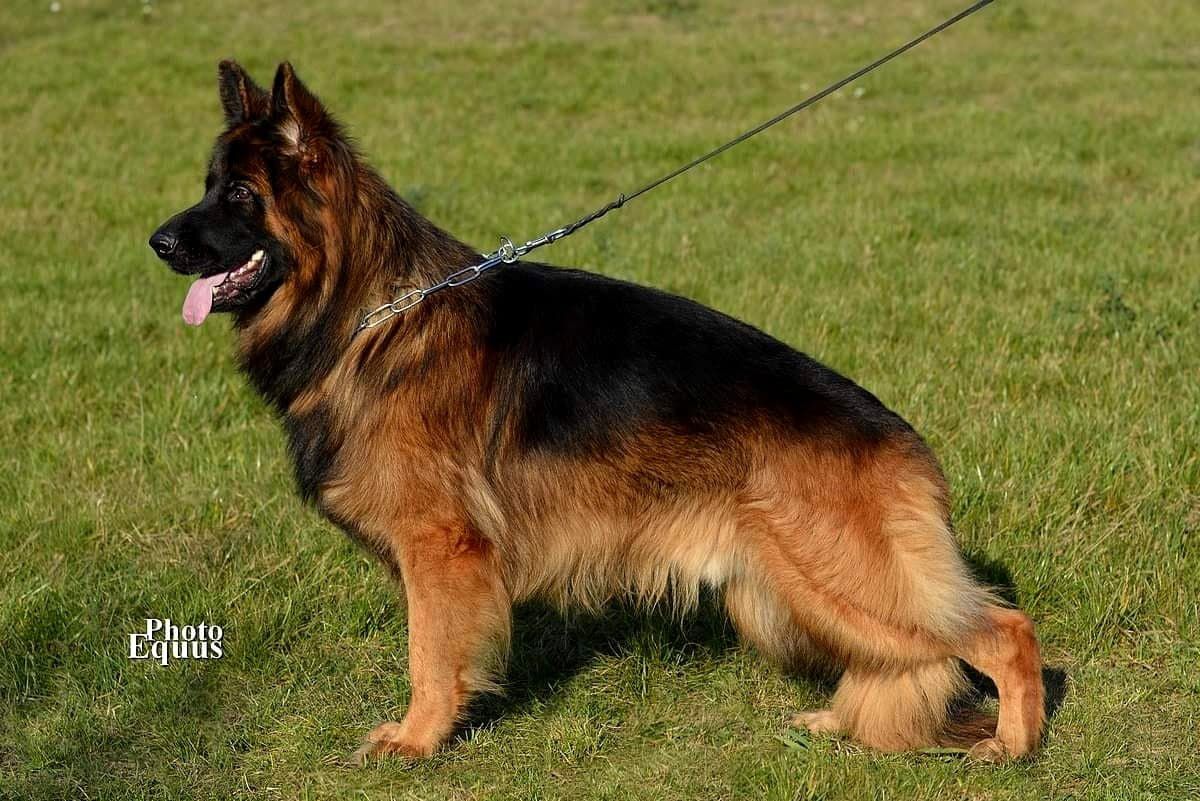 CARON vom haus tchorz | German Shepherd Dog 