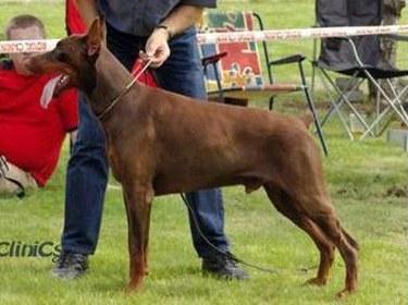 Rensdorff Egor | Brown Doberman Pinscher