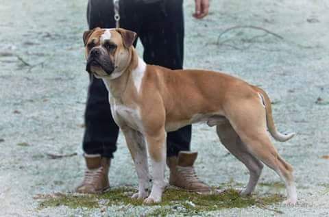 Gremlins Bentley | American Bulldog 