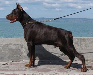 Rensdorff Evsey at Keyala | Brown Doberman Pinscher