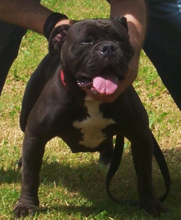 NBB's Black Mamba of BuffaloCreek/HillBully's | Olde English Bulldogge 