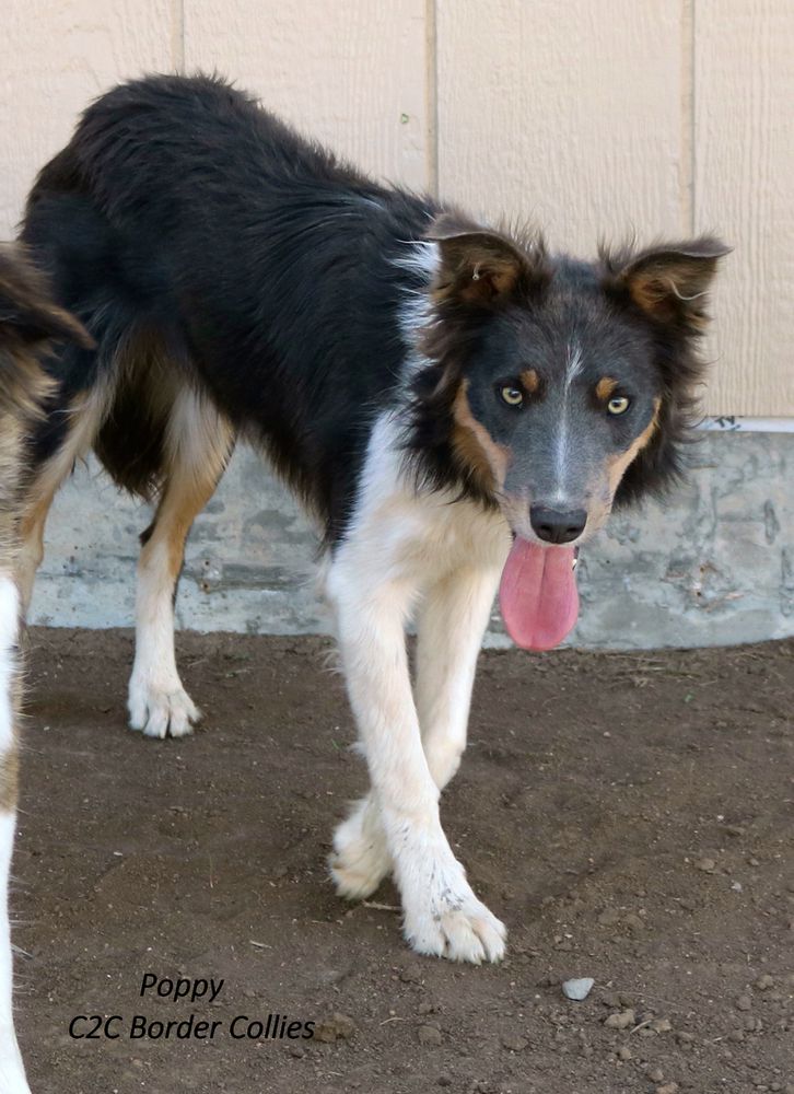 Platinum Poppy ABC 483451 | Border Collie 