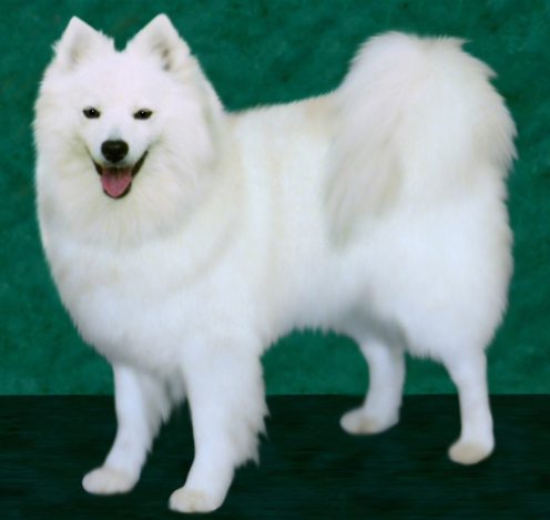 Ask's Pinebrook Krystal Ruby | American Eskimo Dog 