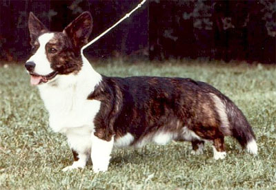 Cardax Vivaldi Jubilee | Cardigan Welsh Corgi 