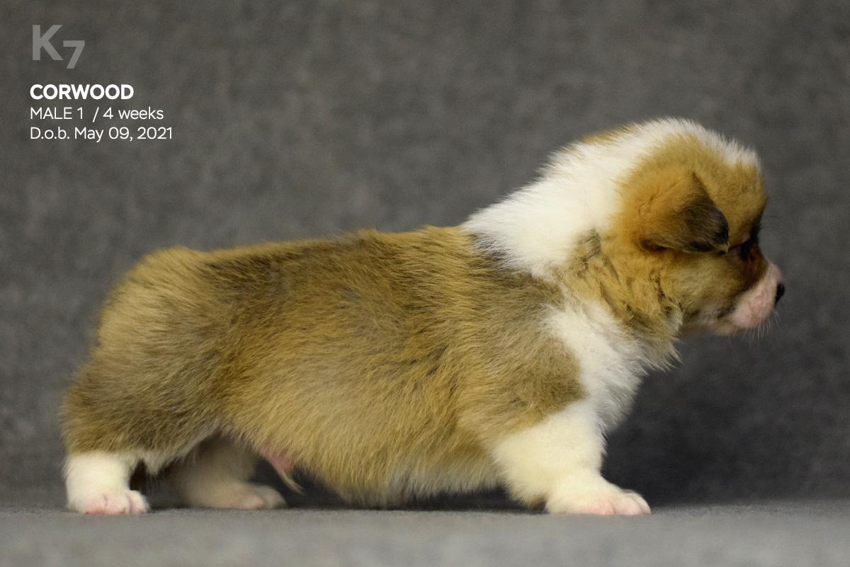Corwood King Bird-of-Paradise | Pembroke Welsh Corgi 