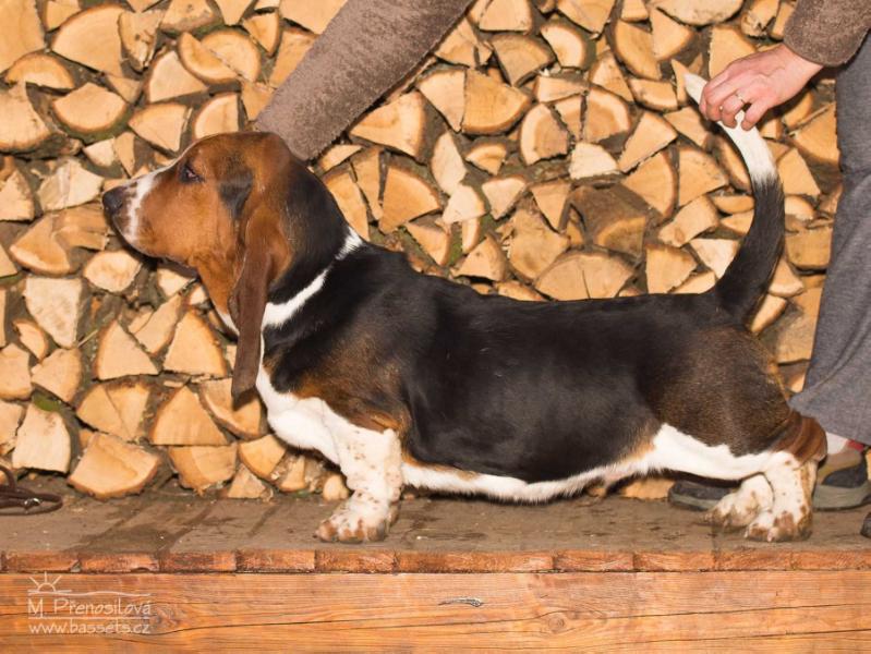 Xante Lady Barnett's | Basset Hound 