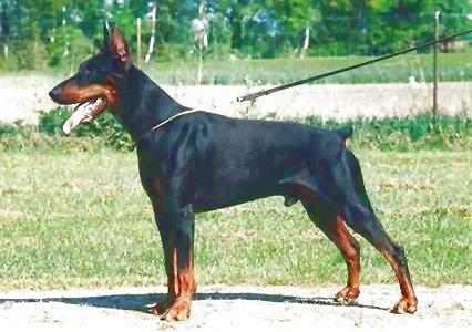 Jago v. Hartbruch | Black Doberman Pinscher