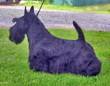 Karlinka Wyld Rainbow At Juscot | Scottish Terrier 