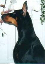 Jenny v. Hartbruch | Black Doberman Pinscher