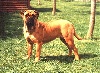 Flame Haznenda high Chapperal | Bullmastiff 