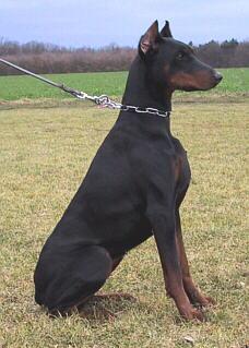 Arabella v. Erdburger Moor | Black Doberman Pinscher