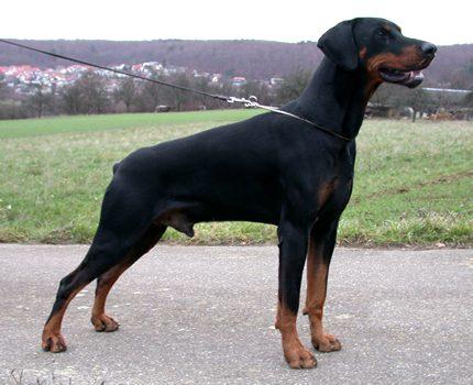 Boy du Champion | Black Doberman Pinscher