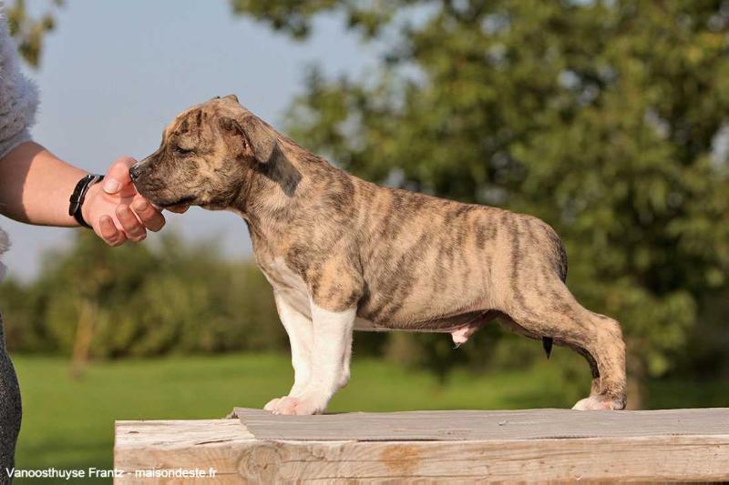 LEIKO de la Maison d'Este | American Staffordshire Terrier 
