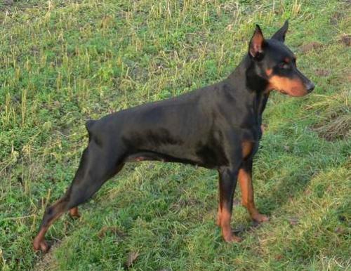 Blanka du Champion | Black Doberman Pinscher