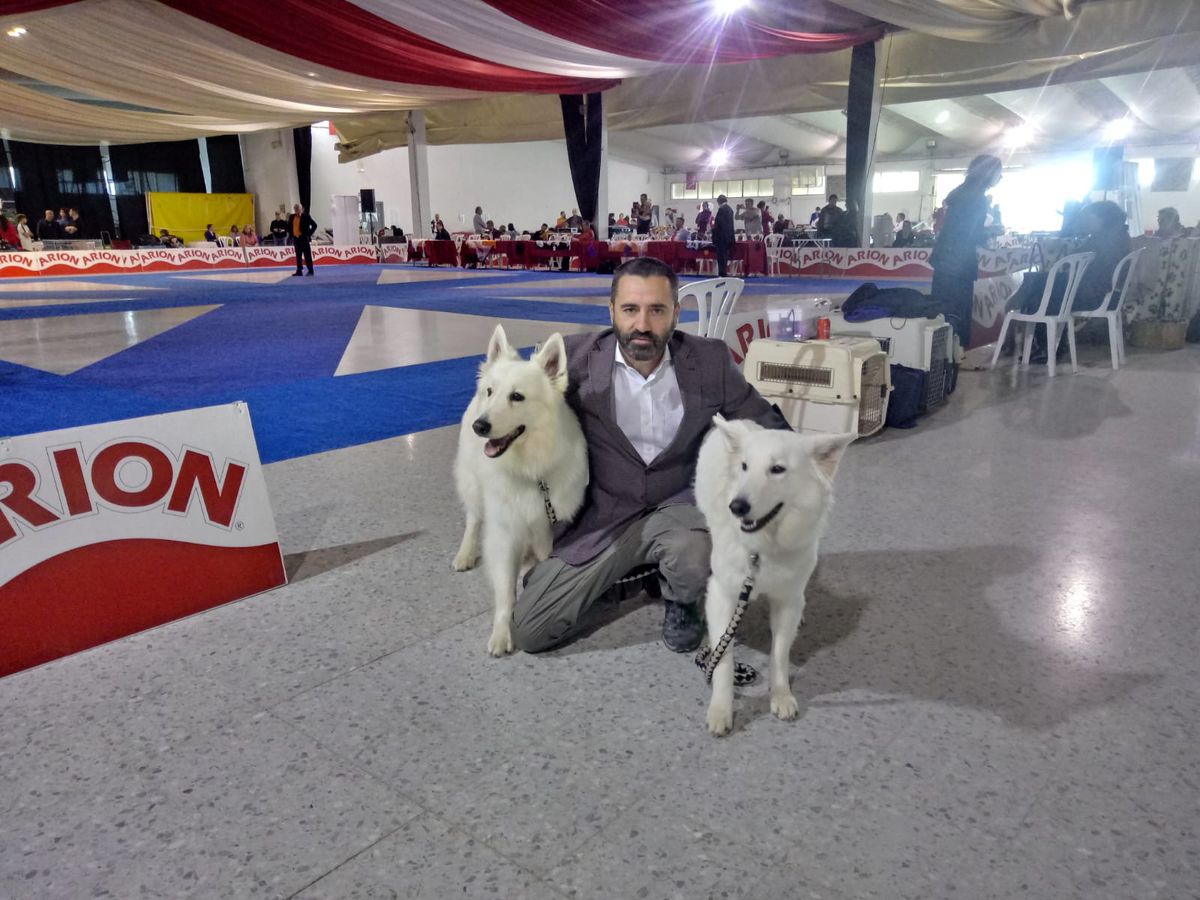 Regius Astrid | White Swiss Shepherd Dog 