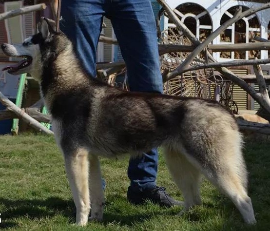 Cheery | Siberian Husky 