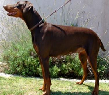 Ascomannis Hella | Brown Doberman Pinscher