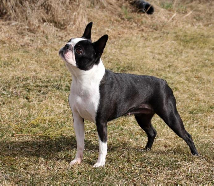 Black Indian`s Hollyday Flirt | Boston Terrier 