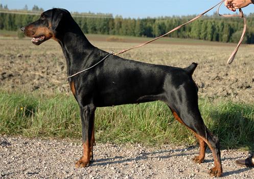 Russkaja Mechta Boginia Binja | Black Doberman Pinscher